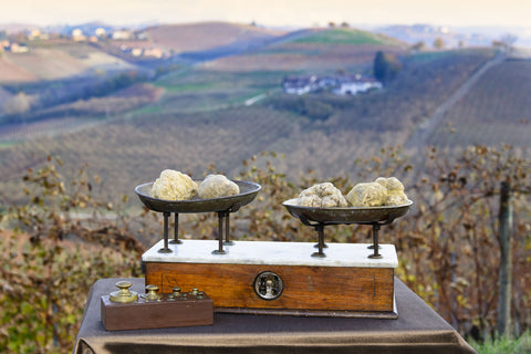 Fresh White Truffles on a scale with Italian piedmont region hills in the background